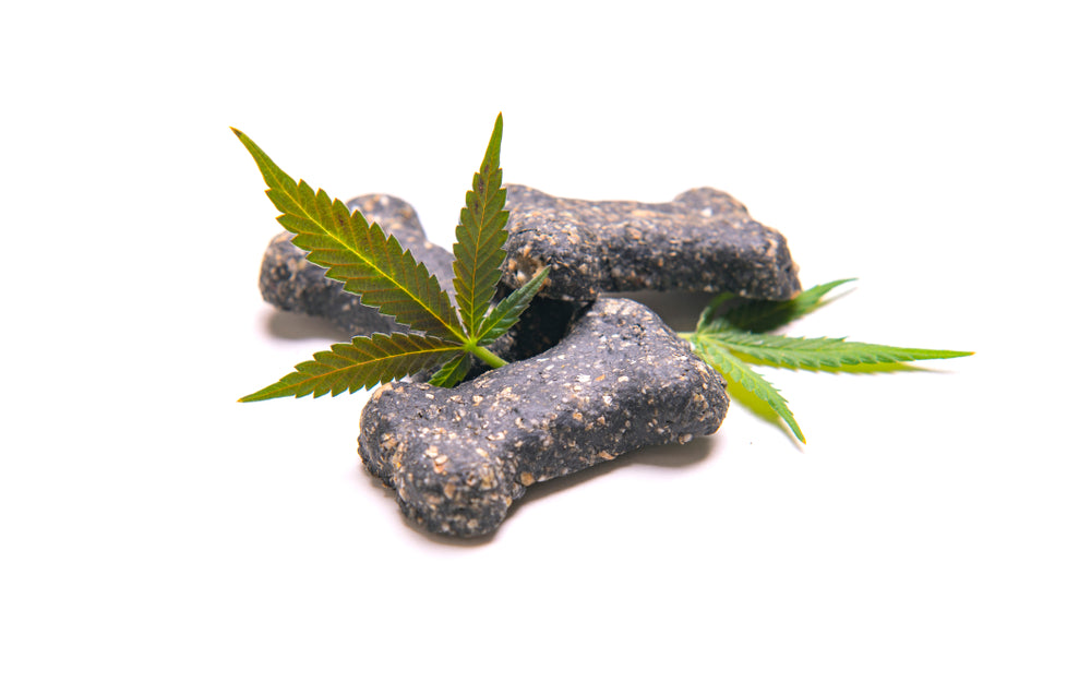 The Benefits of CBD for Pets: A Comprehensive Guide